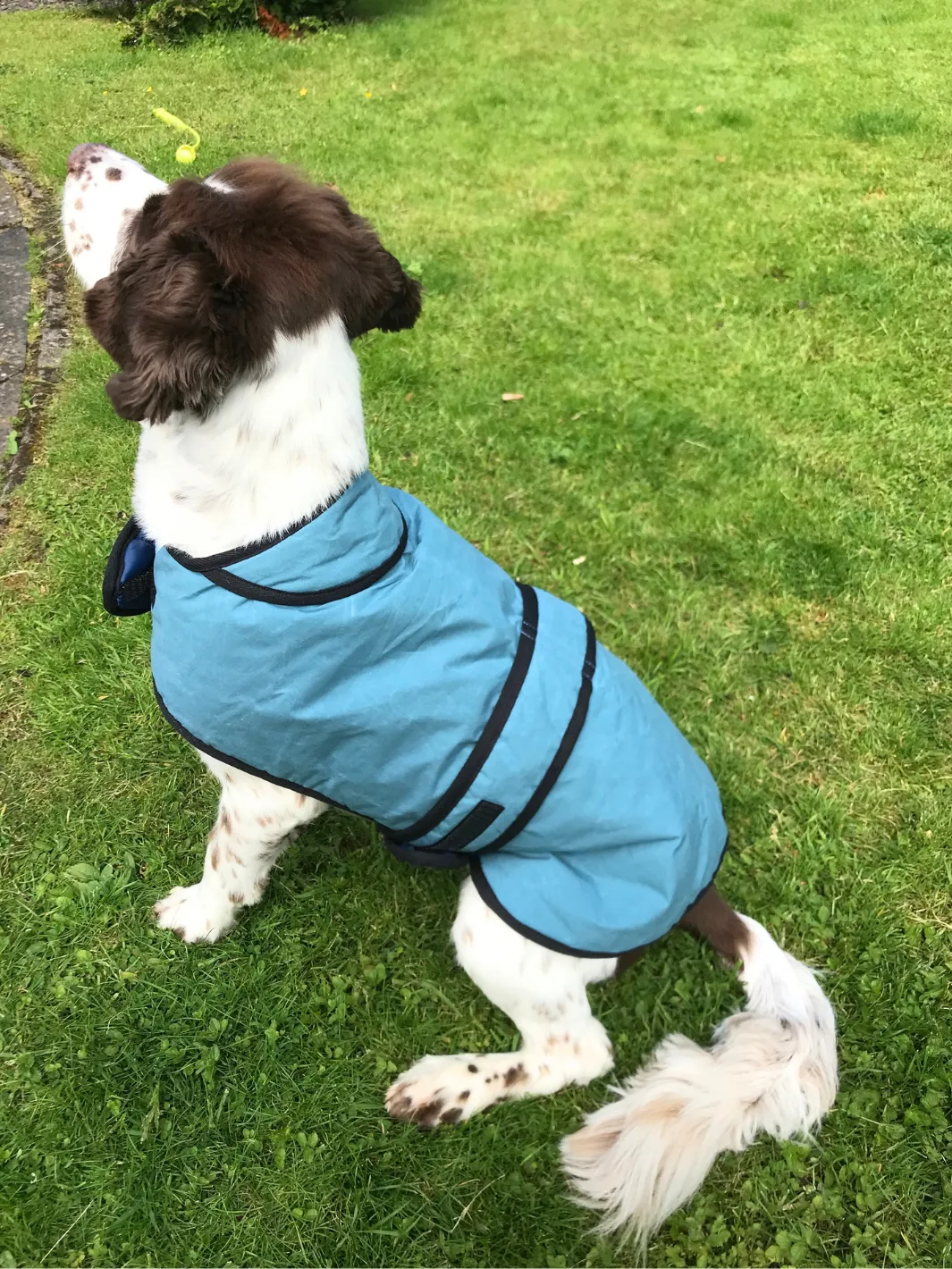 Dog Coat - Teal Wax